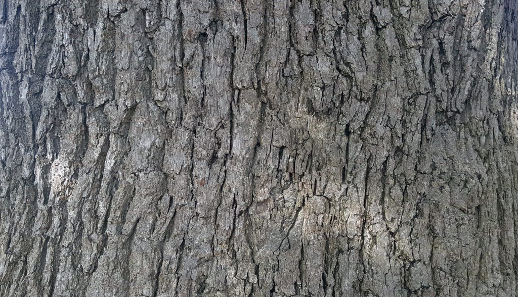 Mature tree raised texture