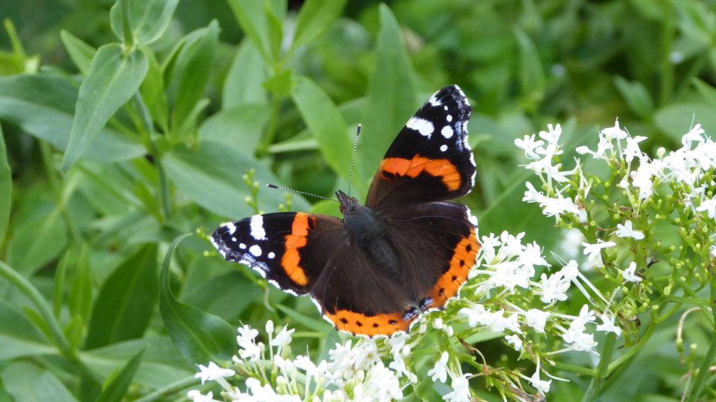 Red Admiral butterfly