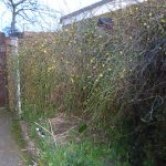View of old shed surrounded by plants