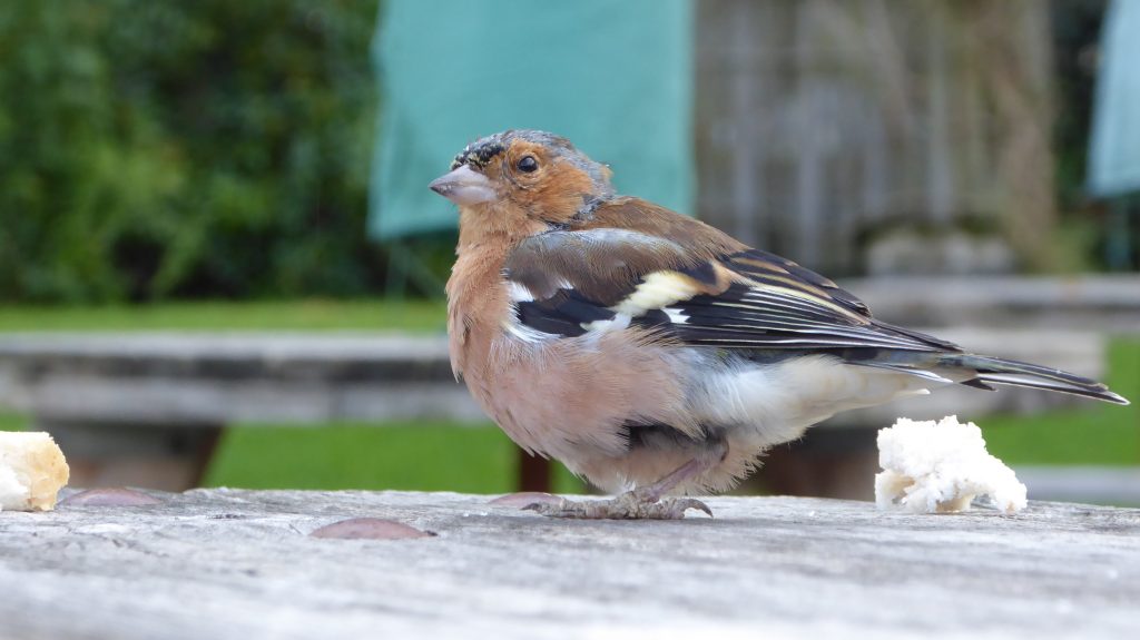 Cheeky Chaffinch