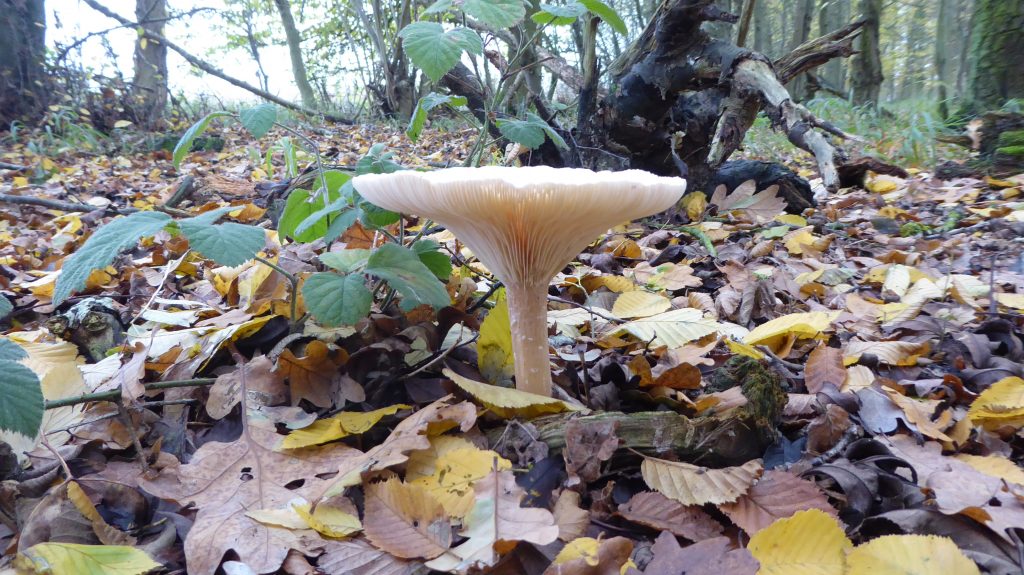 Mature toad stool in woodland