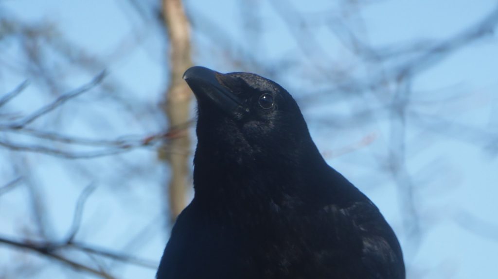 Staring Crow