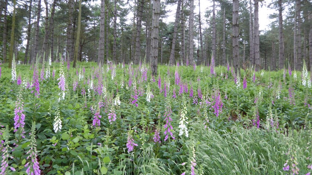 Digitalis in a blaze of colour