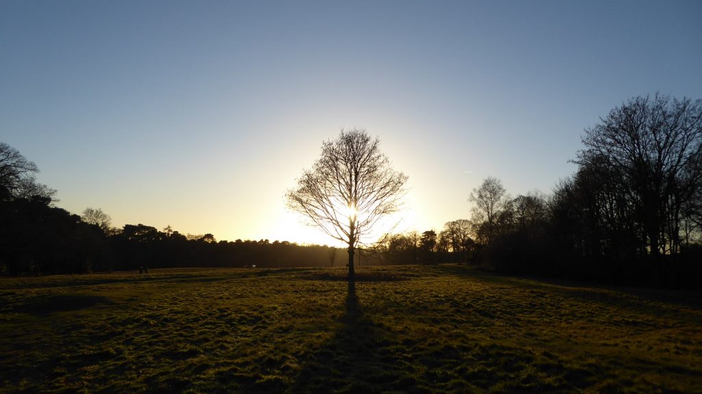 Sun shining through the tree