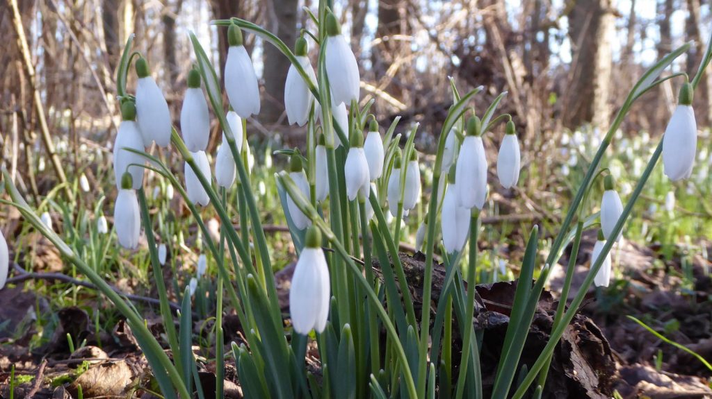 Snowdrops in the wood