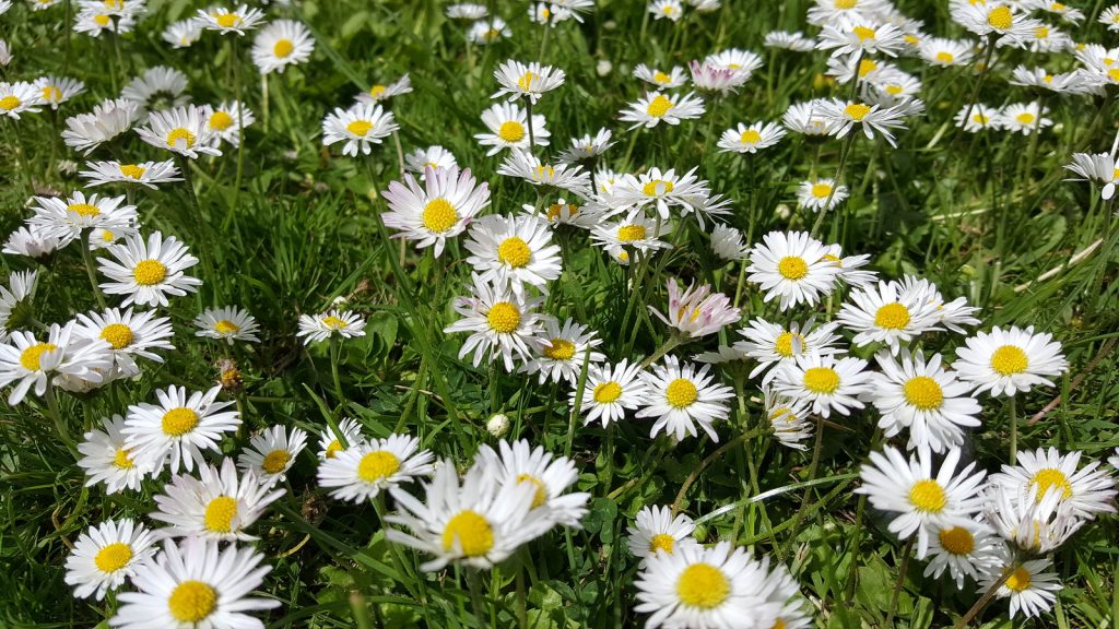 Daisy fields