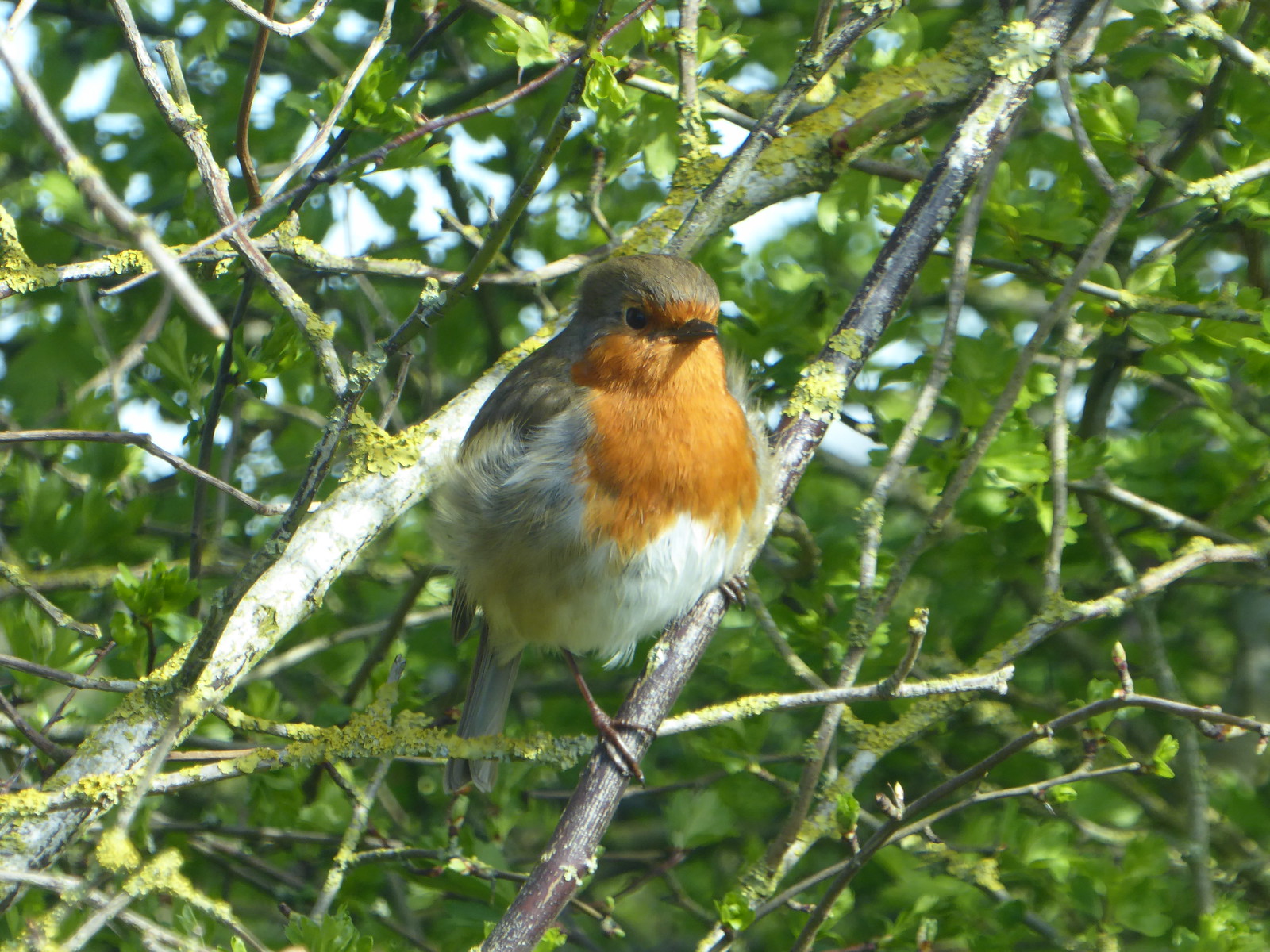 Robin on a branch