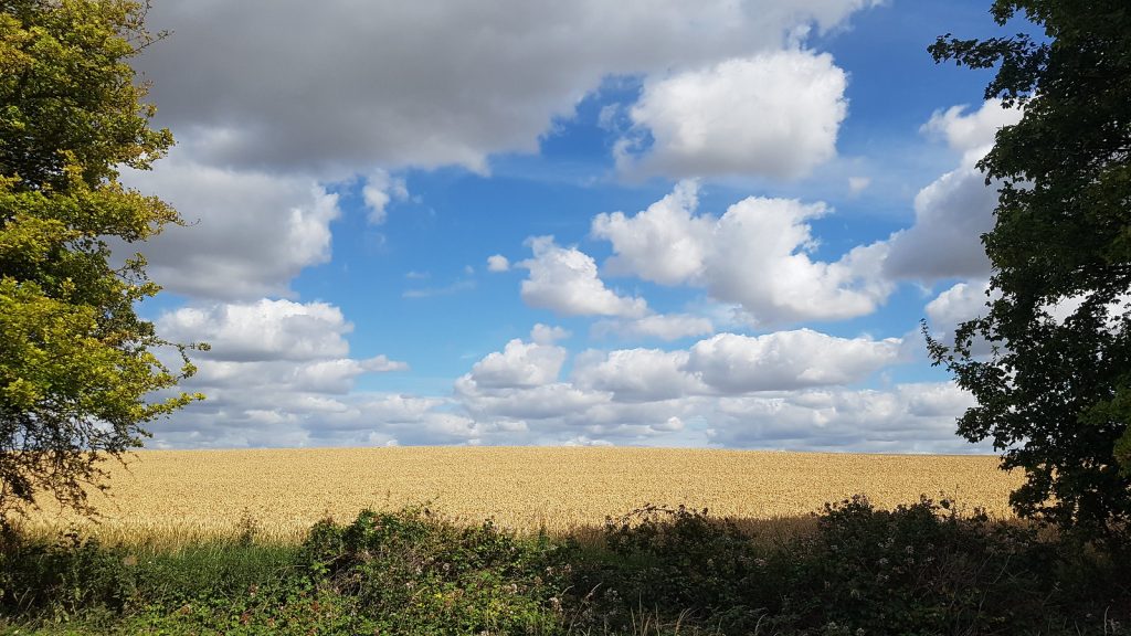 Mature corn field in the sun