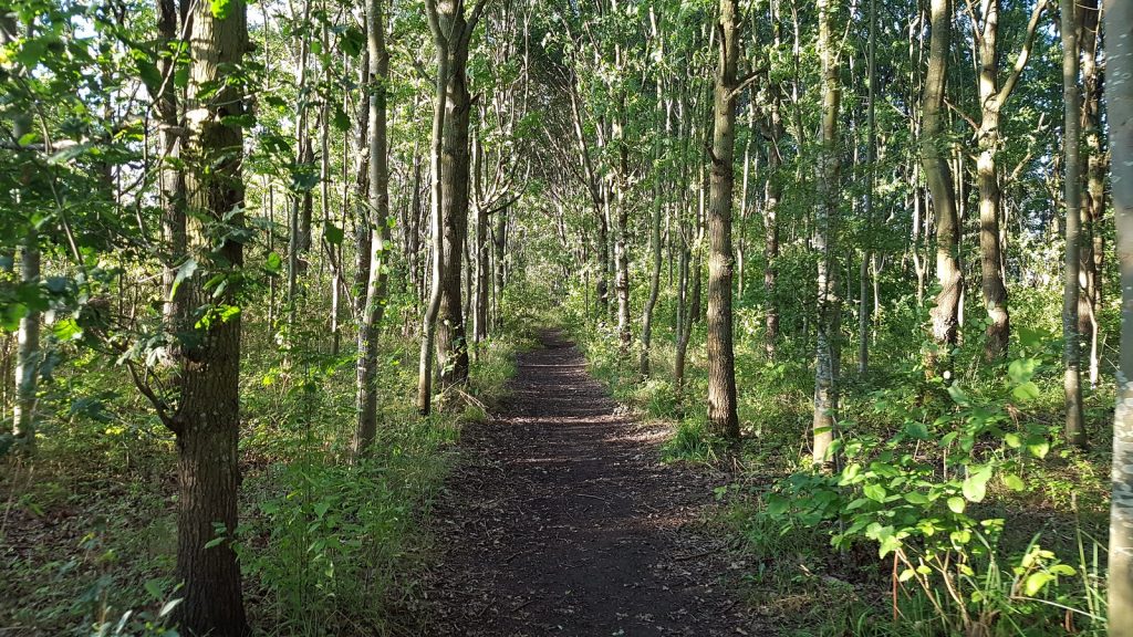 Path through a tunnel of trees