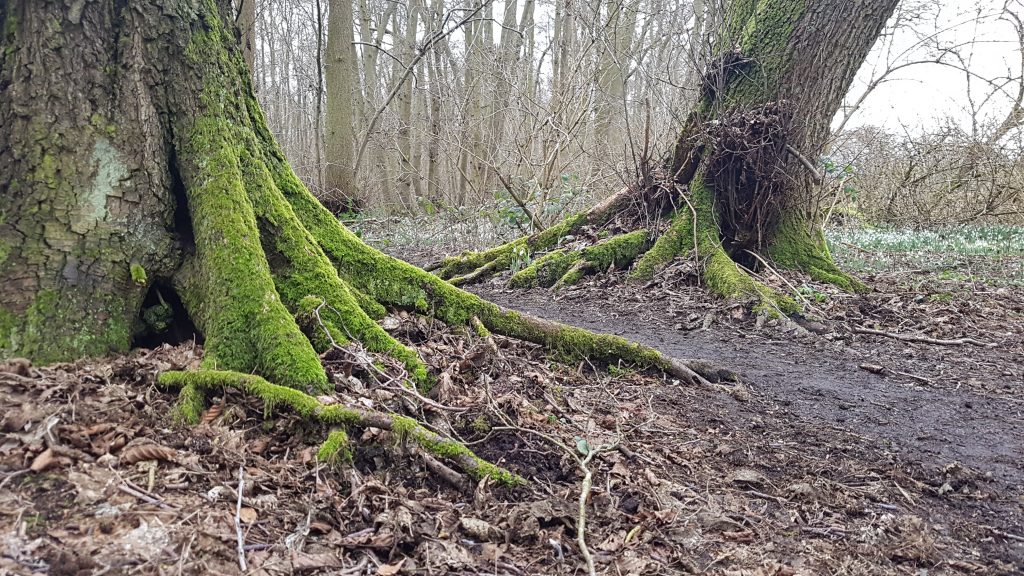 Mossy tree roots