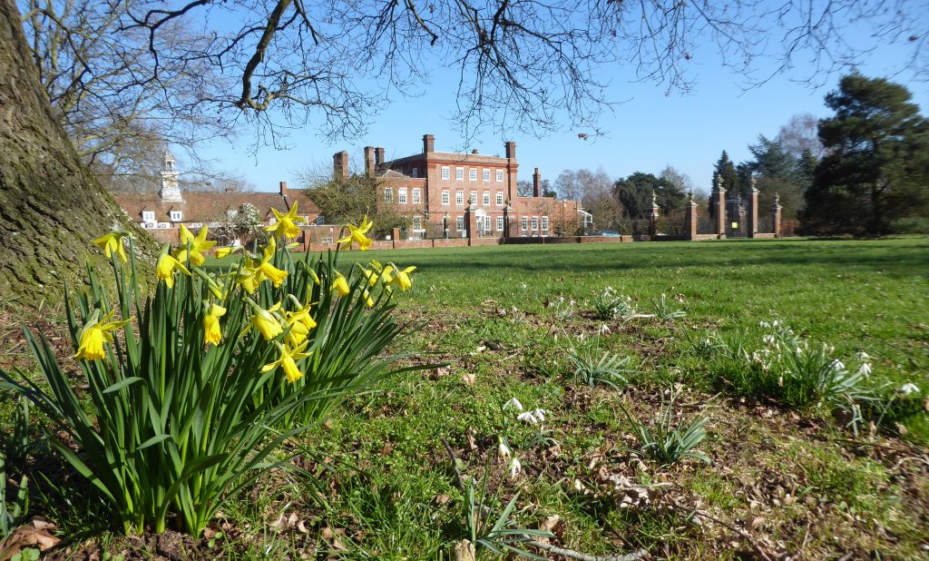 Daffodils at the Grange