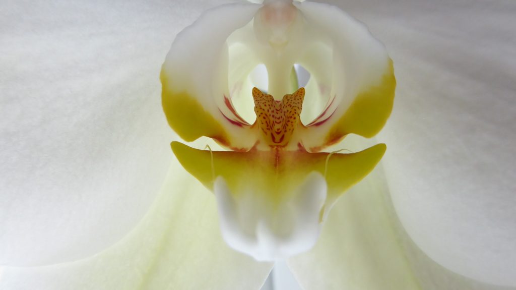 The inside of an Orchid