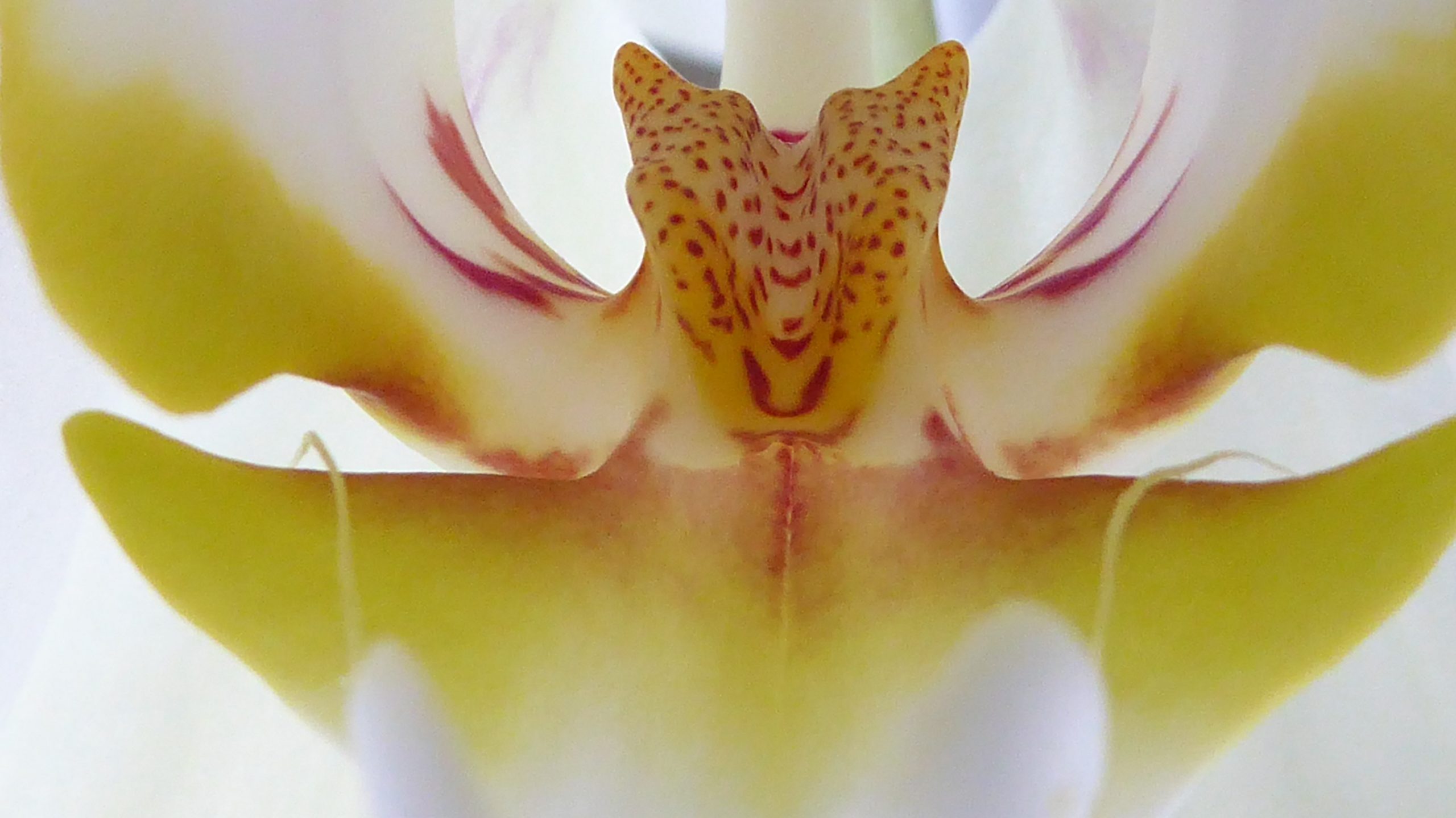 The inside of an Orchid