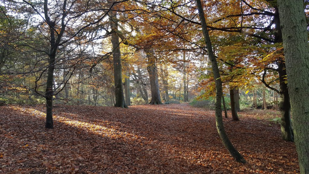 Autumn leaves on the ground