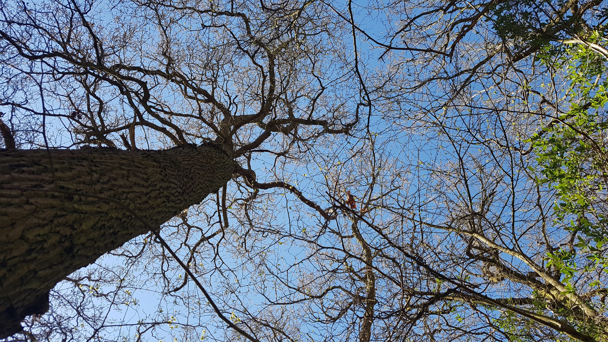 A view up into the roof of the tree line