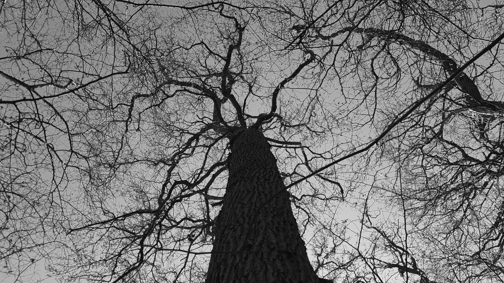 The roof of the edge of the forest