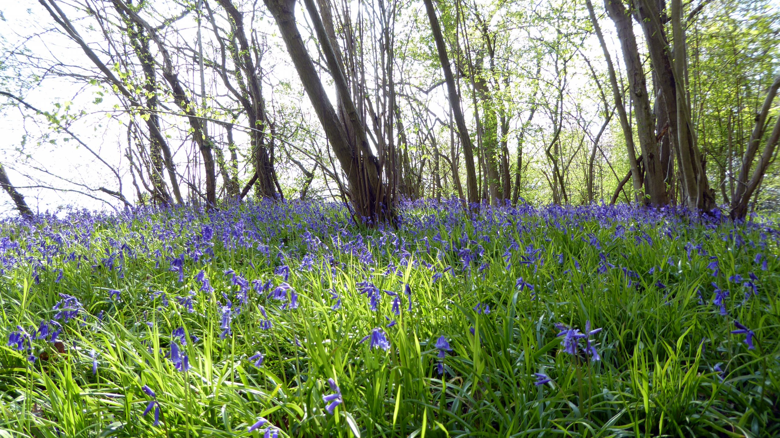 Bluebells in Maulden Wood