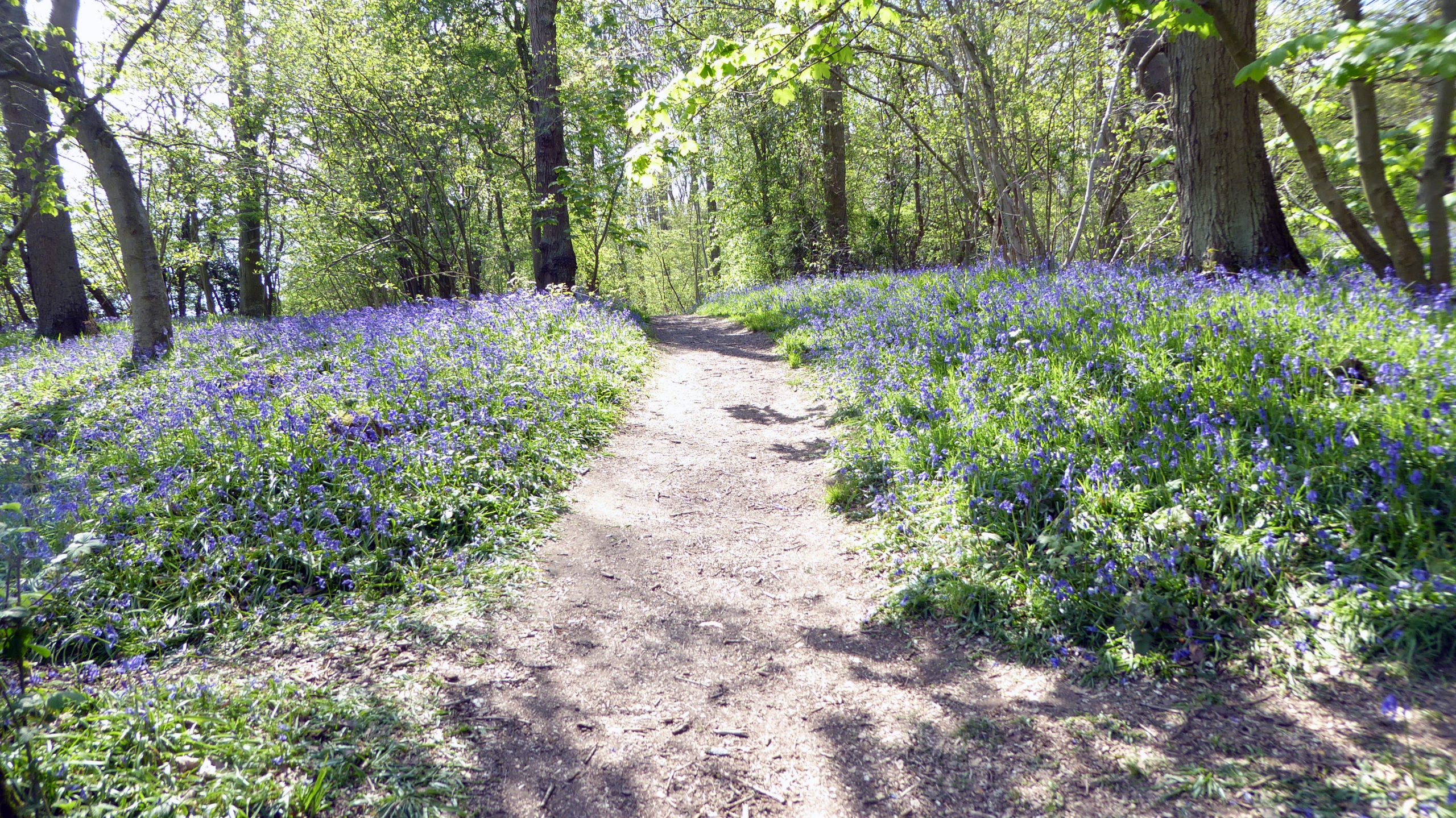 Bluebells in Maulden Wood