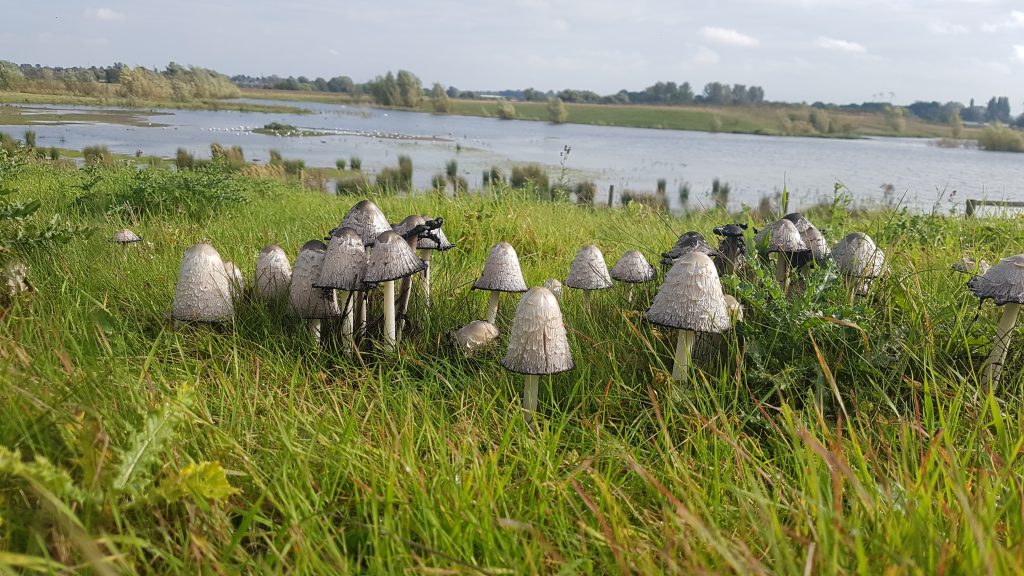 Toadstool army